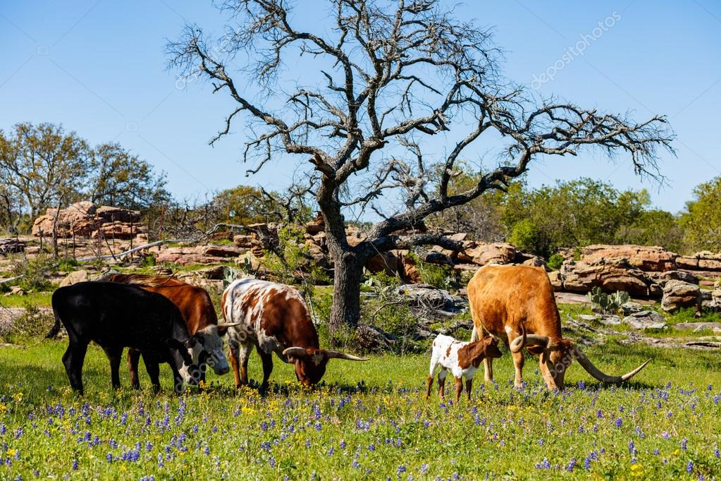 Cattle grazing in a bluebonnet field on a ranch in the Texas Hill Country