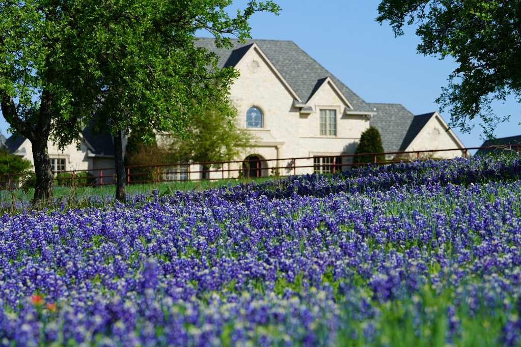 Large country home with field of Bluebonnet wildflowers near Ennis, Texas
